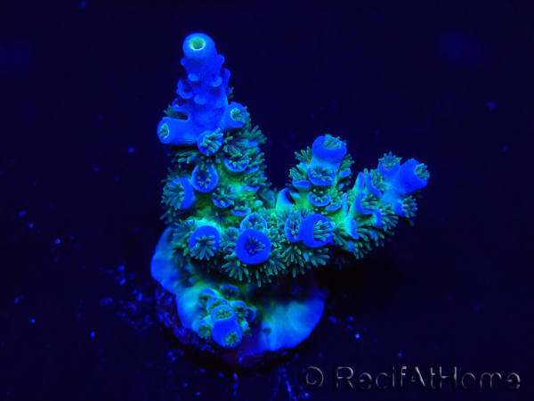 WYSIWYG Acropora millepora Mariculture Acclimaté led