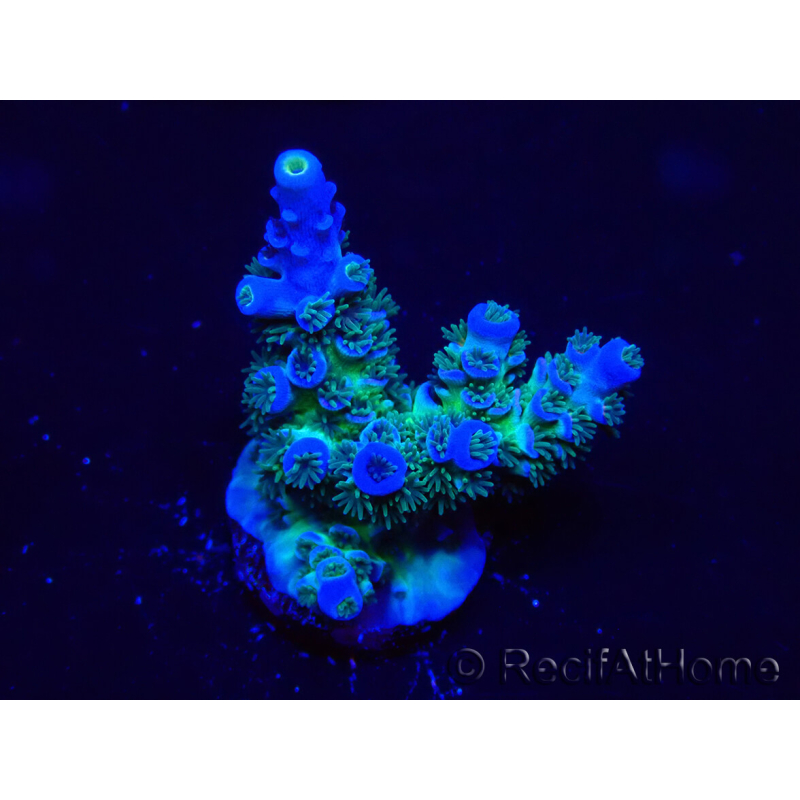WYSIWYG Acropora tenuis 15P9 Mariculture Acclimaté led