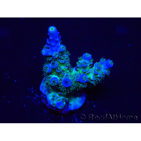 WYSIWYG Acropora millepora Maricultura Aclimatado led