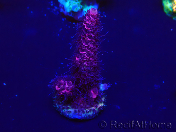 WYSIWYG Acropora Marikultur akklimatisiert LED