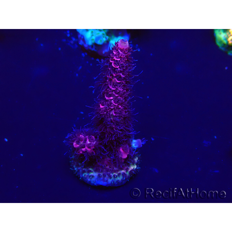 WYSIWYG Acropora Maricoltura Acclimatato a LED