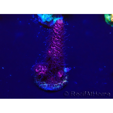 WYSIWYG Acropora millepora 15P10 Mariculture Acclimaté led
