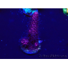 WYSIWYG Acropora Geacclimatiseerde maricultuur LED