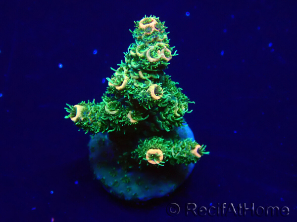 WYSIWYG Acropora Marikultur akklimatisiert LED