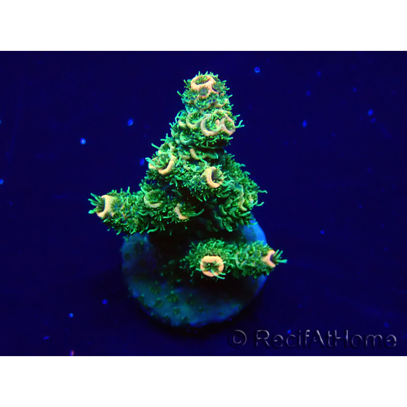 WYSIWYG Acropora 15P11 Mariculture acclimaté led