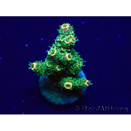 WYSIWYG Acropora 15P11 Mariculture acclimaté led