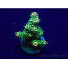 WYSIWYG Acropora 15P11 Mariculture acclimaté led