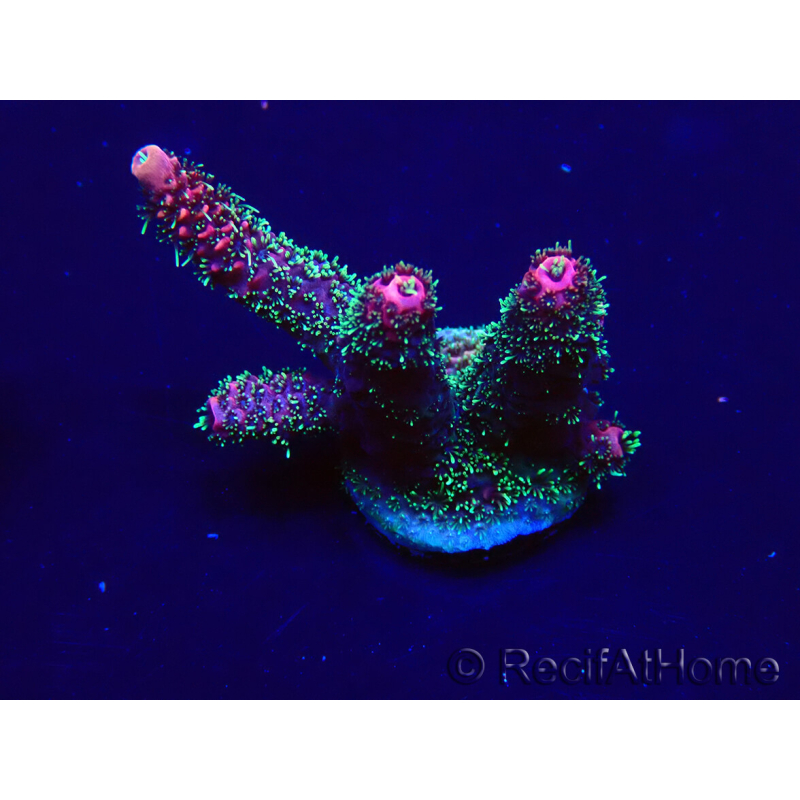 WYSIWYG Acropora 15P12 Mariculture acclimaté led