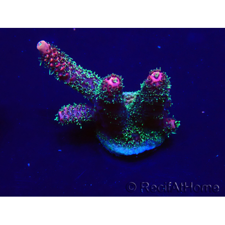 WYSIWYG Acropora 15P12 Mariculture acclimaté led
