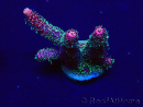 WYSIWYG Acropora Maricoltura acclimatata a LED