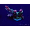 WYSIWYG Acropora 15P12 Mariculture acclimaté led