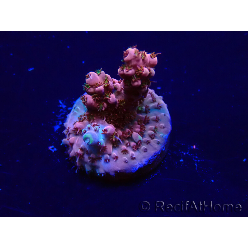 WYSIWYG Acropora Maricultura aclimatada LED
