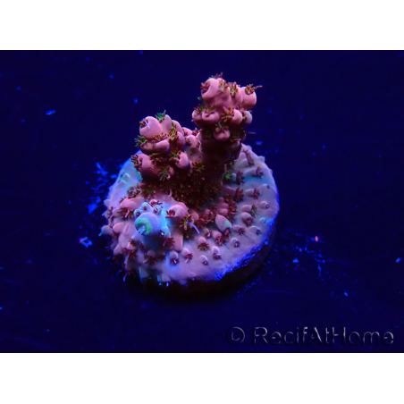 WYSIWYG Acropora Maricultura aclimatada LED