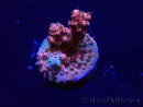 WYSIWYG Acropora Maricoltura acclimatata a LED