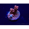 WYSIWYG Acropora Maricultura aclimatada LED