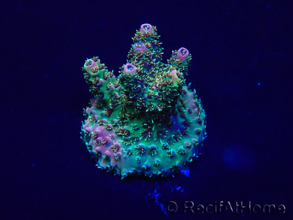 WYSIWYG Acropora Mariculture acclimated LED