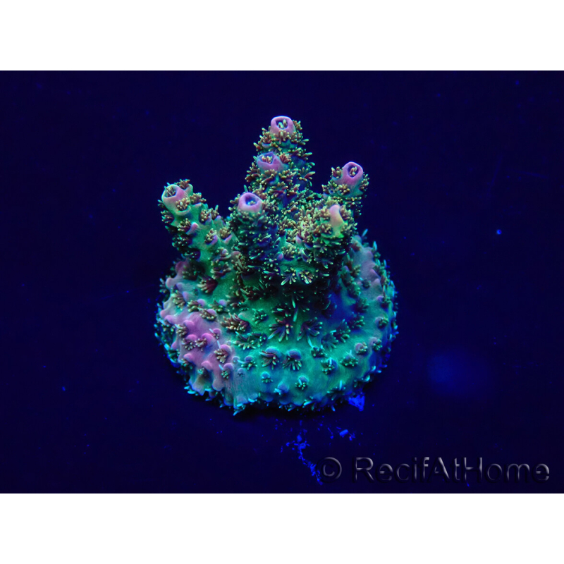 WYSIWYG Acropora 15Q5 Mariculture acclimaté led