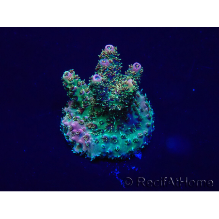 WYSIWYG Acropora Marikultur akklimatisiert LED