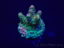 WYSIWYG Acropora Maricoltura acclimatata a LED