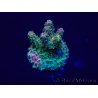 WYSIWYG Acropora 15Q5 Mariculture acclimaté led