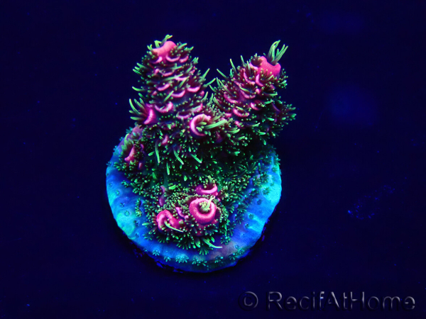 WYSIWYG Acropora Mariculture acclimated LED