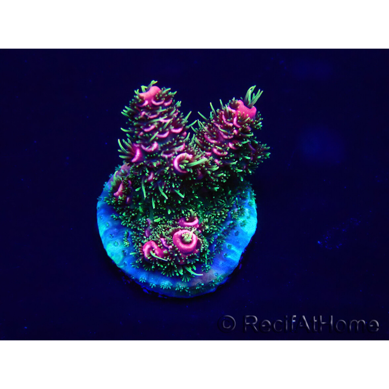 WYSIWYG Acropora 15Q6 Mariculture acclimaté led