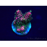 WYSIWYG Acropora 15Q6 Mariculture acclimaté led