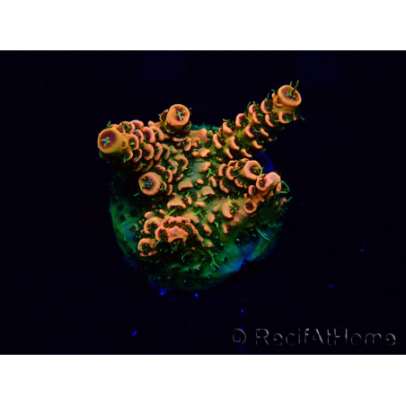 WYSIWYG Acropora 15Q7 Mariculture acclimaté led