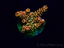 WYSIWYG Acropora Maricultura aclimatada LED