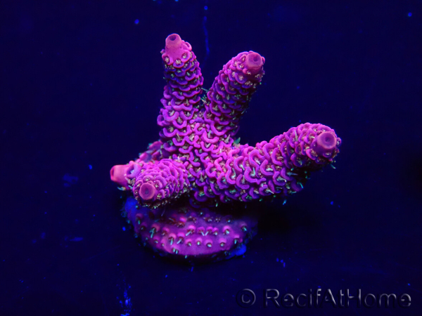 WYSIWYG Acropora Maricoltura acclimatata a LED