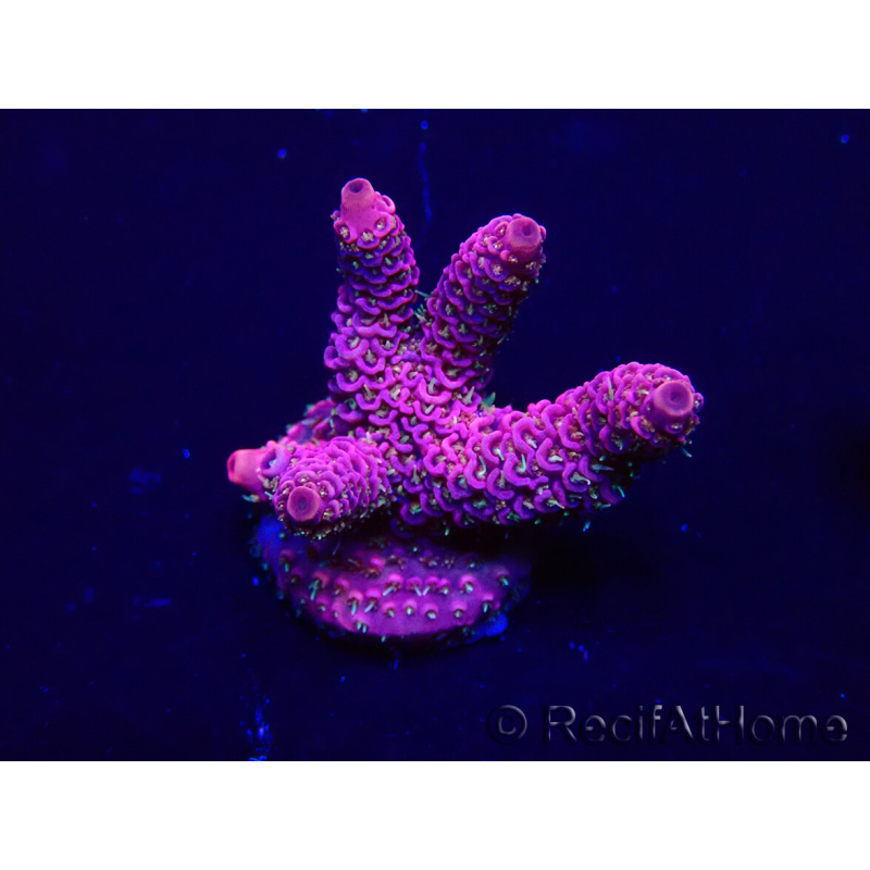 WYSIWYG Acropora 15Q11 Mariculture acclimaté led