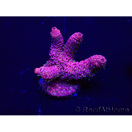 WYSIWYG Acropora 15Q11 Mariculture acclimaté led