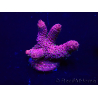 WYSIWYG Acropora Maricultura aclimatada LED