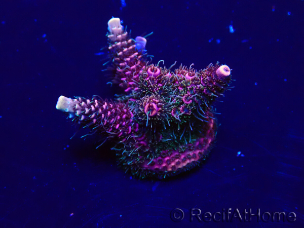 WYSIWYG Acropora Maricultuur geacclimatiseerd LED
