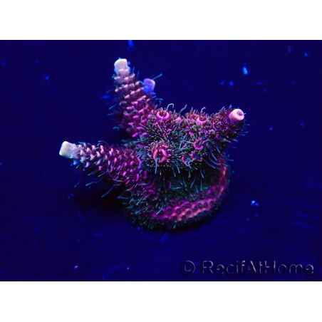 WYSIWYG Acropora Marikultur akklimatisiert LED