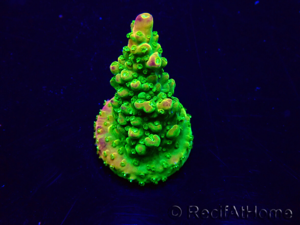 WYSIWYG Acropora Maricoltura acclimatata a LED