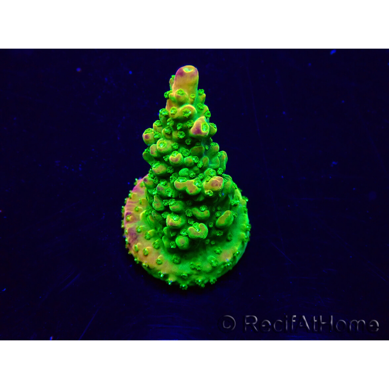 WYSIWYG Acropora 15R1 Mariculture acclimaté led