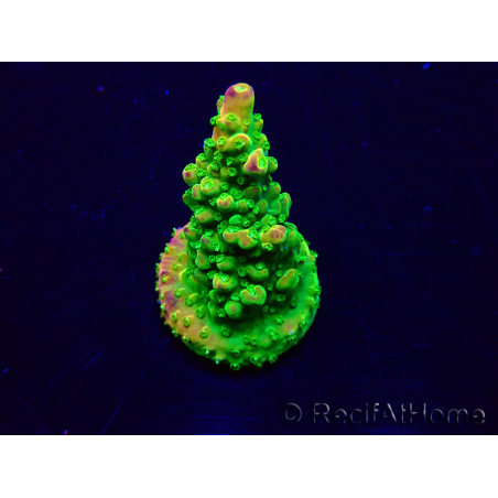 WYSIWYG Acropora 15R1 Mariculture acclimaté led