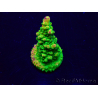WYSIWYG Acropora 15R1 Mariculture acclimaté led