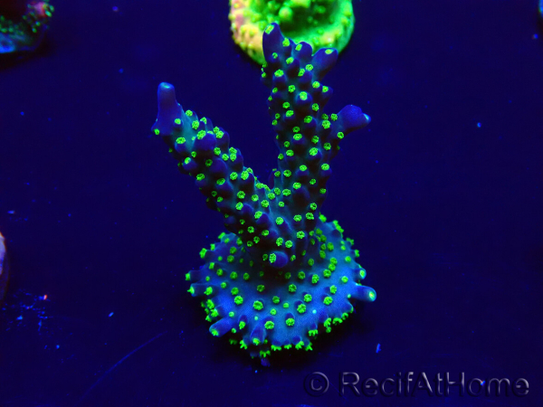 WYSIWYG Acropora Maricultura aclimatada LED
