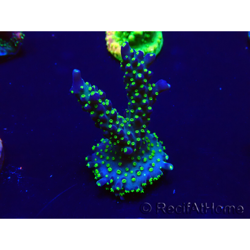 WYSIWYG Acropora Maricultura aclimatada LED
