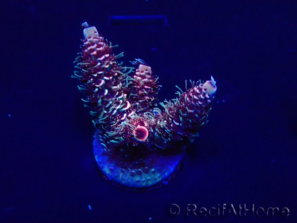 WYSIWYG Acropora 15R6 Mariculture acclimaté led