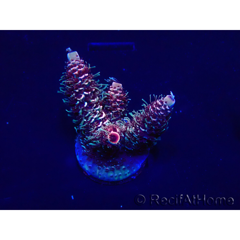 WYSIWYG Acropora 15R6 Mariculture acclimaté led