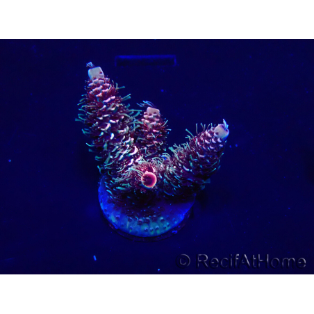 WYSIWYG Acropora 15R6 Mariculture acclimaté led