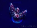 WYSIWYG Acropora Maricultuur geacclimatiseerd LED