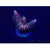WYSIWYG Acropora 15R6 Mariculture acclimaté led