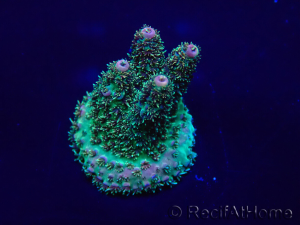 WYSIWYG Acropora Maricultuur geacclimatiseerd LED