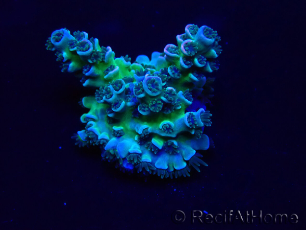 WYSIWYG Acropora Maricoltura acclimatata a LED