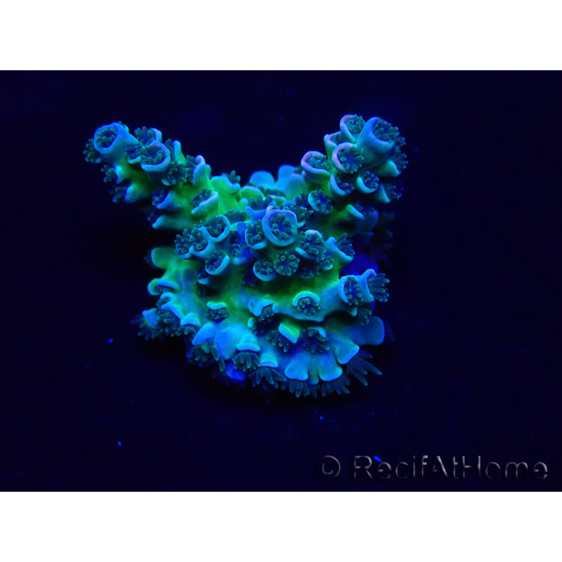 WYSIWYG Acropora 15R9 Mariculture acclimaté led