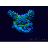 WYSIWYG Acropora 15R9 Mariculture acclimaté led